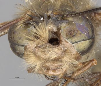 Media type: image;   Entomology 10531 Aspect: head frontal view